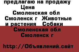 предлагаю на продажу › Цена ­ 25 000 - Смоленская обл., Смоленск г. Животные и растения » Собаки   . Смоленская обл.,Смоленск г.